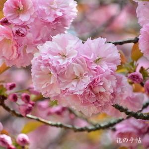 サクラ　カンザン（関山）｜花の手帖の桜図鑑