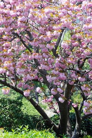 サクラ　カンザン（関山）｜花の手帖の桜図鑑