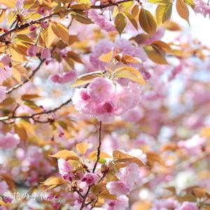 サクラ　カンザン（関山）｜花の手帖の桜図鑑