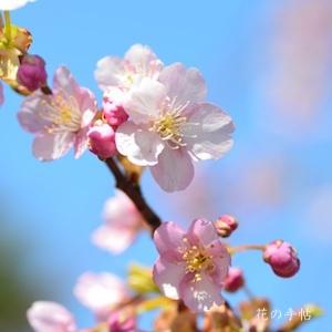 サクラ　カワヅザクラ（河津桜）｜花の手帖の桜図鑑