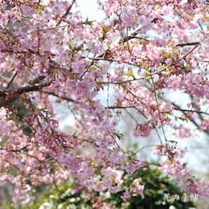 サクラ　カワヅザクラ（河津桜）｜花の手帖の桜図鑑