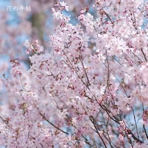サクラ　コヒガン（小彼岸）｜花の手帖の桜図鑑