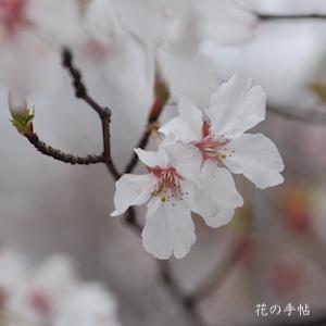 サクラ　コシノヒガンザクラ（越の彼岸桜）｜花の手帖の桜図鑑