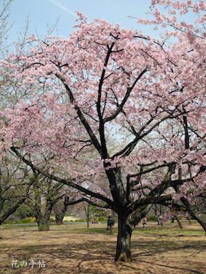 サクラ　オオカンザクラ（大寒桜）｜花の手帖の桜図鑑