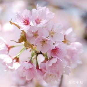 サクラ　オオカンザクラ（大寒桜）｜花の手帖の桜図鑑