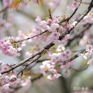 サクラ　オオカンザクラ（大寒桜）｜花の手帖の桜図鑑