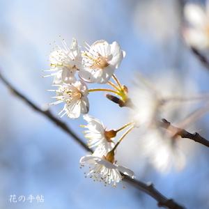 サクラ　シナミザクラ（支那実桜）｜花の手帖の桜図鑑