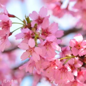 サクラ　ソウシュンザクラ（早春桜）｜花の手帖の桜図鑑