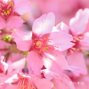 サクラ　ソウシュンザクラ（早春桜）｜花の手帖の桜図鑑