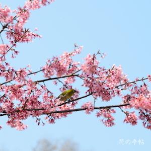 サクラ　ソウシュンザクラ（早春桜）｜花の手帖の桜図鑑