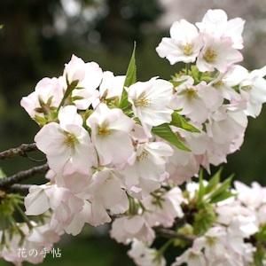 サクラ　ソトオリヒメ（衣通姫）｜花の手帖の桜図鑑