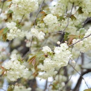 サクラ　ウコン（鬱金）｜花の手帖の桜図鑑
