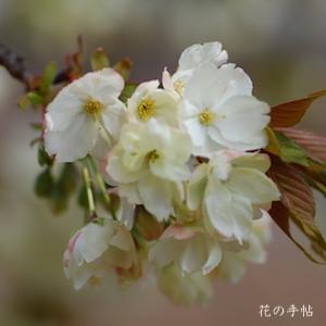 サクラ　ウコン（鬱金）｜花の手帖の桜図鑑