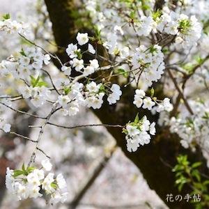 サクラ　ウスゲオオシマ（薄毛大島）｜花の手帖の桜図鑑