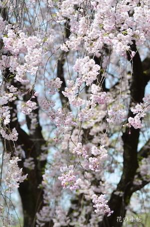 サクラ　ヤエベニシダレ（八重紅枝垂）｜花の手帖の桜図鑑