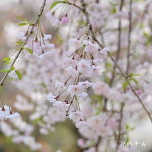 サクラ　ヤエベニシダレ（八重紅枝垂）｜花の手帖の桜図鑑