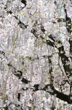 サクラ　ヤエベニシダレ（八重紅枝垂）｜花の手帖の桜図鑑