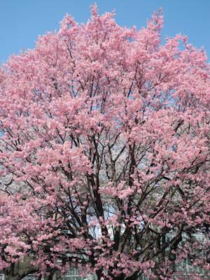 サクラ　ヨウコウ（陽光）｜花の手帖の桜図鑑