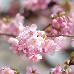 サクラ　ヨウコウ（陽光）｜花の手帖の桜図鑑