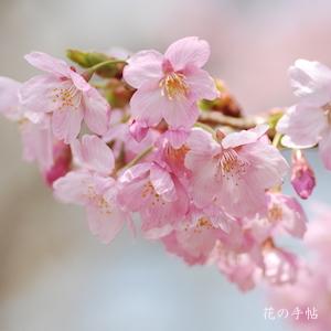 サクラ　ヨウコウ（陽光）｜花の手帖の桜図鑑