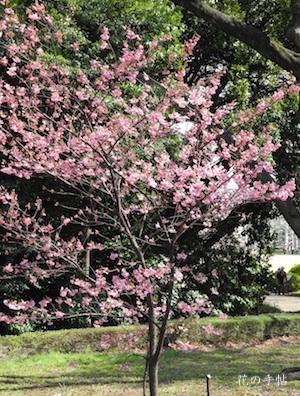 サクラ　ヨコハマヒザクラ（横浜緋桜）｜花の手帖の桜図鑑