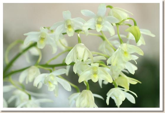 デンドロビウム スペキオキンギアナム 'アヤコ'