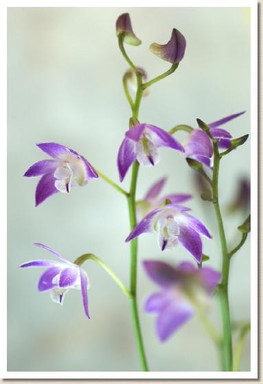 デンドロビウム スペシオキンギアナム 'コマチ'