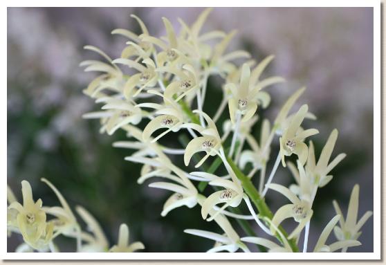 デンドロビウム スペシオサム 'ホワイトスターズ'