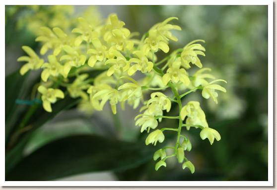 デンドロビウム スペシオサム グラシリカウル 'マリア'