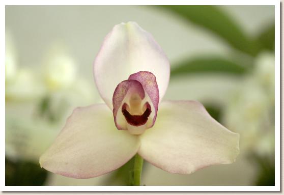 リカステ サンレイ 'イヌクラ'