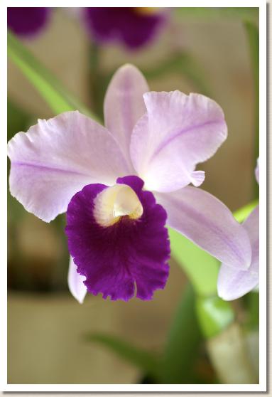 レリオカトレヤ スーパーソニック 'ストライキング リップ'