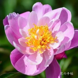 シャクヤク　アボウキュウ｜花の手帖の芍薬図鑑