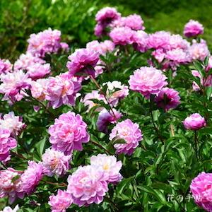 シャクヤク　アボウキュウ｜花の手帖の芍薬図鑑