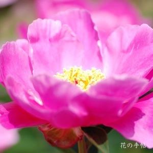 シャクヤク　暁｜花の手帖の芍薬図鑑