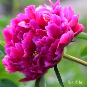 シャクヤク　バンリショウ（萬里照）｜花の手帖の芍薬図鑑