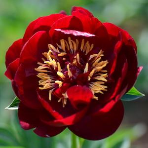 シャクヤク　ベルセンター（Belle Center）｜花の手帖の芍薬図鑑