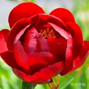 シャクヤク　バッキーベル（Buckeye Belle）｜花の手帖の芍薬図鑑