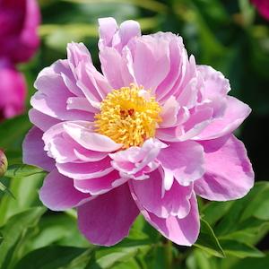 シャクヤク　ブヨウ（舞容）｜花の手帖の芍薬図鑑