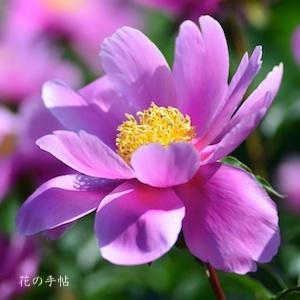 シャクヤク　チョウシュン（長春）｜花の手帖の芍薬図鑑