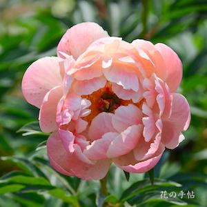 シャクヤク　コーラルチャーム｜花の手帖の芍薬図鑑
