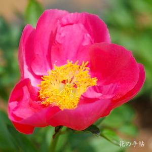 シャクヤク　フレイム（Flame）｜花の手帖の芍薬図鑑