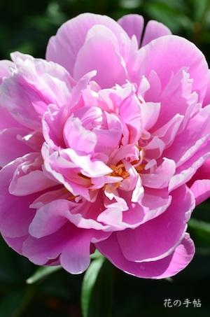 シャクヤク　フジムスメ（藤娘）｜花の手帖の芍薬図鑑