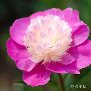 シャクヤク　ゲイ パリー（Gay Paree）｜花の手帖の芍薬図鑑