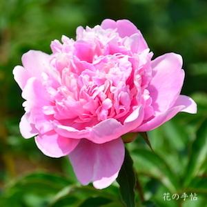 シャクヤク　ゲッカ（月華）｜花の手帖の芍薬図鑑