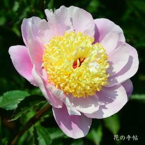 シャクヤク　ギョクボウ（玉貌）｜花の手帖の芍薬図鑑