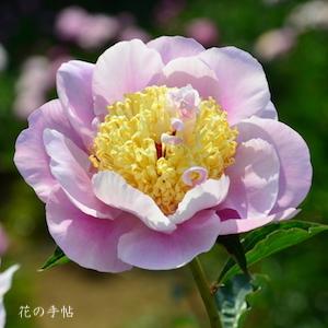 シャクヤク　ギョクボウ（玉貌）｜花の手帖の芍薬図鑑