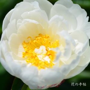 シャクヤク　ハクギョクバン（白玉盤）｜花の手帖の芍薬図鑑
