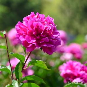 シャクヤク　ハナダイジン（花大臣）｜花の手帖の芍薬図鑑