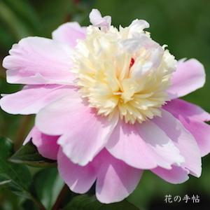 シャクヤク　ハナイカダ（花筏）｜花の手帖の芍薬図鑑