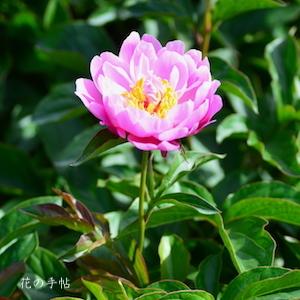 シャクヤク　ハルノイロ（春の色）｜花の手帖の芍薬図鑑